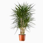 Купить Драцена Маргината Бранч