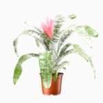 Купить Эхмея Фасциата Примера