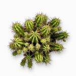 Купить Эуфорбия Аггрегата Вариегата ⌀12 ↑20 см