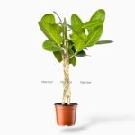 Купить Фикус Бенгальский Одри переплетённый