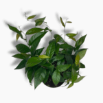 фикус сигиттата грин купить, Ficus sagittata Green, ампельный фикус, комнатное растение с зелёными листьями, фикус в кашпо