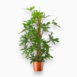 Купить Филодендрон Педатум на опоре ⌀24 ↑120 см