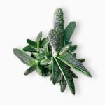 Купить Гастерия Литл Варти