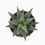 Купить Хавортия Фасциата Конколор ⌀5 ↑10 см