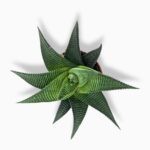 Купить Хавортия Лимифолия