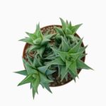 Купить Хавортия Ресендеана