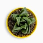 Купить Хавортия Трунката