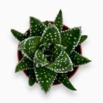 Хавортия Маргаритифера купить, Haworthia margaritifera, хавортия с белыми точками, миниатюрный суккулент, неприхотливое растение для дома