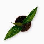 хойя ачех купить, Hoya Aceh, редкая хойя, хойя с крапом, цветущие лианы, комнатное вьющееся растение