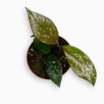 Купить Хойя Карноза Стардаст