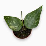 Купить Хойя Паданг Сидемпуан