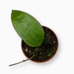 Купить Хойя Синнамомифолия