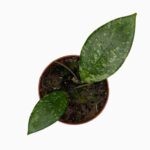 хойя вителлина купить, Hoya vitellina, цветущая хойя, хойя с жёлтыми цветами, коллекционная хойя, уход за хойей