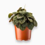 Купить Пеперомия Грейхаунд