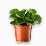 Купить Пеперомия Ред Каньон