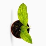 рафидофора марбл ауреа купить, Rhaphidophora Marble Aurea, редкие комнатные растения, мраморная лиана, вариегатное растение, комнатная лиана с опорой