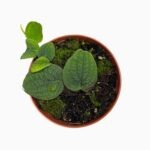 Купить Рафидофора Тенуис Сильвер ⌀10 ↑10 см