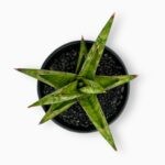 Сансевиерия Комет Каноэ ⌀7 ↑15 см