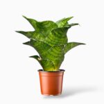 Сансевиерия Маханакорн купить, Sansevieria Mahanakhon, необычная сансевиерия, растение для офиса, неприхотливое комнатное растение