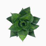 Купить Сансевиерия Маханакорн