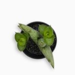 Купить Сансевиерия Стайлиш Фан