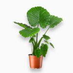 Купить Алоказия Гагеана Калифорния