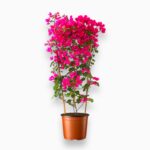 Купить Бугенвиллея Сандериана пирамида ⌀17 ↑70 см