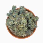 цереус перувианус монстросус купить, Cereus peruvianus monstrosus, кактус монстрозус, редкий кактус, уход за цереусом, коллекционные кактусы