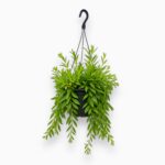 Купить Эсхинантус Джэфролепис