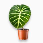 Филодендрон Люксурианс купить, Philodendron luxurians, бархатный филодендрон, редкие комнатные растения, декоративнолистное растение, фила купить Москва