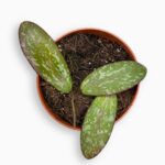 Купить Хойя Сигиталис Сильвер