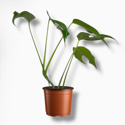 Купить Монстеру Бурле Маркс Флэйм