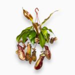 непентес гайя манки джерс купить, Nepenthes Gaia Monkey Jars, хищное растение, непентес уход, растение-ловушка, непентес в горшке, экзотическое растение, кувшинчики непентеса, редкое растение