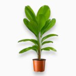 Купить Пальма Ликуала