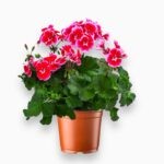 Купить Пеларгония Грандифлорум
