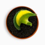 Купить Сансевиерия Венди Еллоу