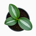 Купить Скафохламис Сцинтилланс