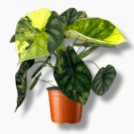 Купить Алоказия Драгон Скейл Вариегата