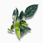 Алоказия Драгон Скейл Вариегата — изображение 2