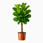 Купить Фикус Лирата переплетенный