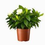 Купить Гардения Жасминовидна Белая