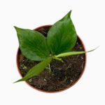 Купить Хойя Полинейра