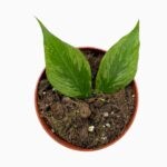 Купить Хойя Полинейра Брогет