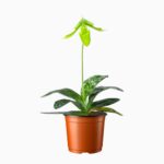 Купить Пафиопедилум Фемма