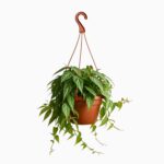 партеноциссус амазоника купить, Parthenocissus Amazonica, лиана для дома, ампельное растение, комнатная лиана, декоративно-лиственное растение, уход за партеноциссусом