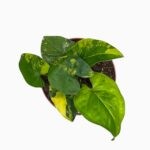 Сингониум Ауреа ⌀10 ↑15 см