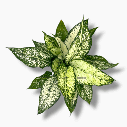 Купить Аглаонема Сноу Вайт