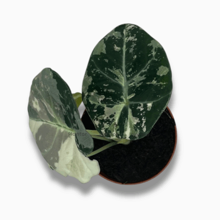 Алоказия Блэк Вельвет Пинк Вариегата купить, Alocasia Black Velvet Pink Variegata, алоказия с розовой вариегатностью, бархатные листья, редкие алоказии