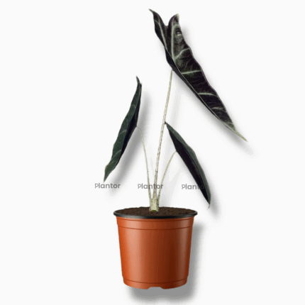 Купить Алоказия Лонгилоба Перпл