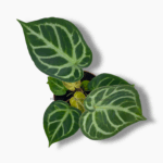 Купить Антуриум Сильвер Блаш